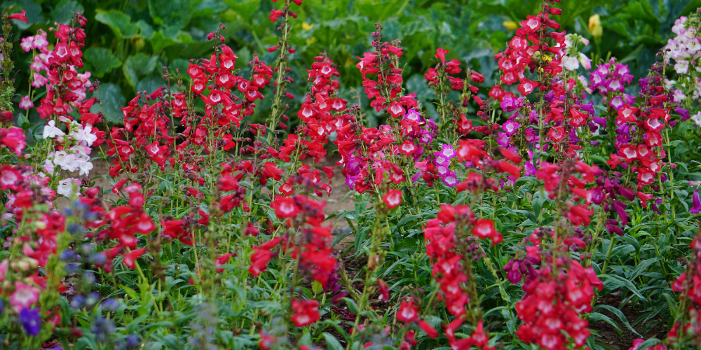 native-plants-for-slc-landscapes:-beauty-and-sustainability-combined-–-millcreek-gardens